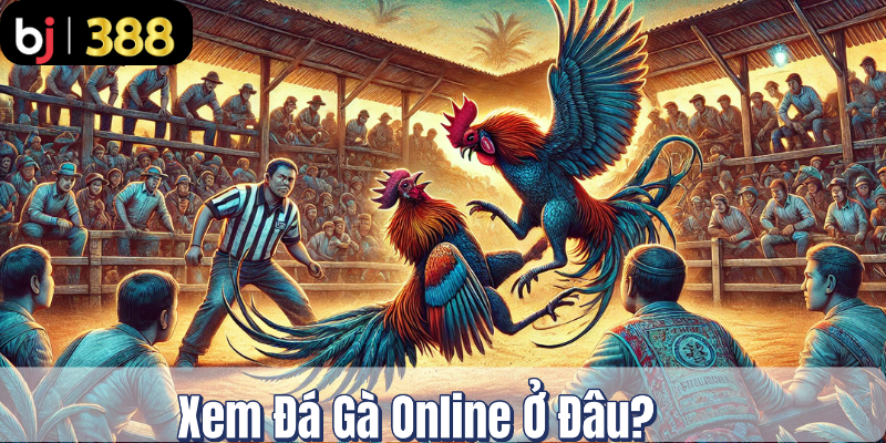 Xem đá gà online ở đâu?